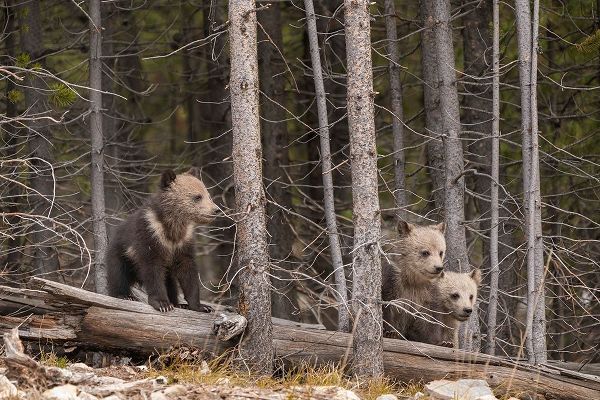 Wyoming-Yellowstone National Park Three grizzly bear cubs